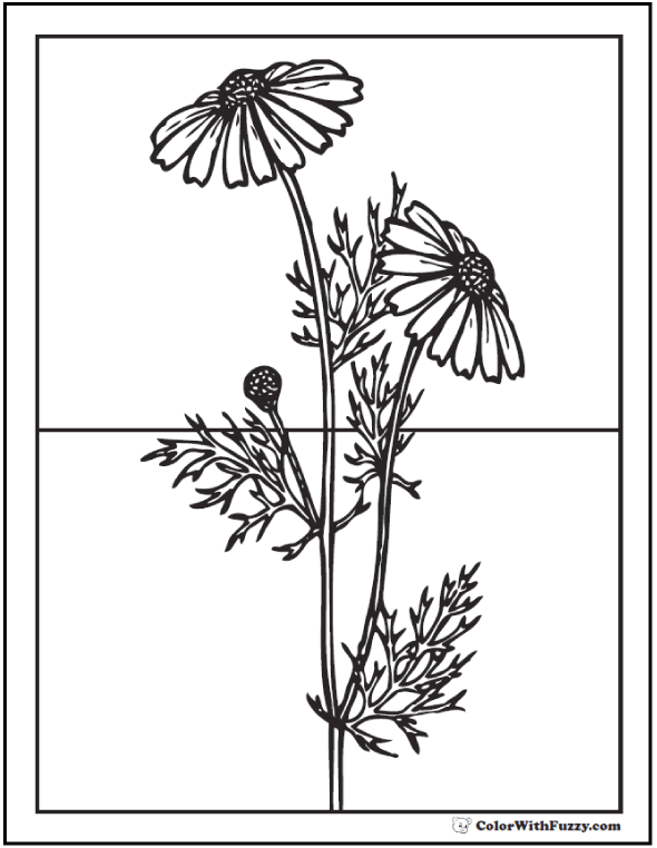 Daisy Coloring Pages: 15+ Customizable PDFs