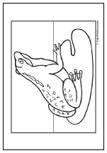 Frog coloring page: Frog sitting on a lily pad.