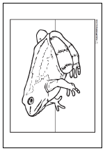 Toad coloring page.
