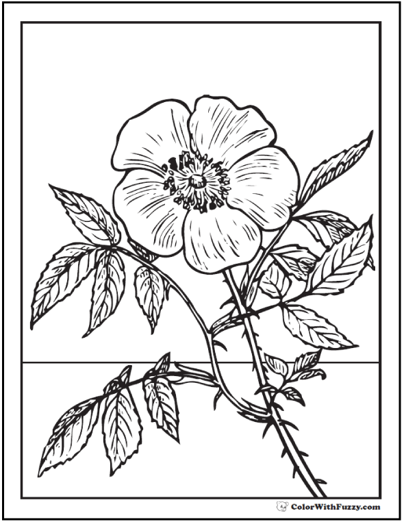 73 rose coloring pages ✨ customize pdf printables